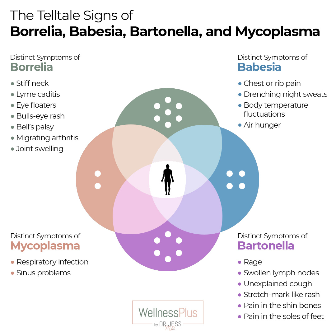 The telltale signs of Borrelia, Babesia, Bartonella, and Mycoplasma